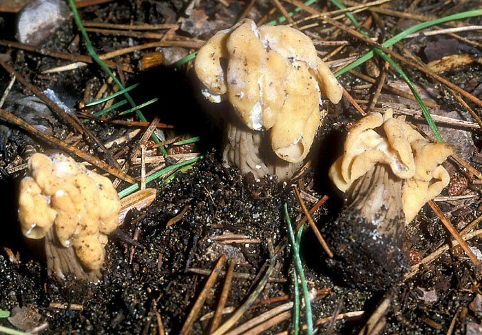 Helvella crispa fotog. il 17.12.2010.